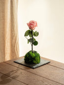 Entrega de planta Kokedama - Rosa eterna - San Valentín