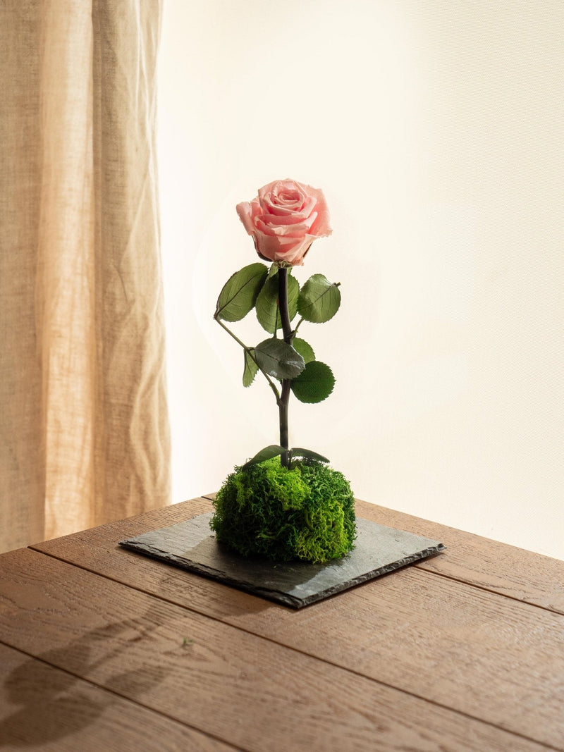 Entrega de planta Kokedama - Rosa eterna - San Valentín