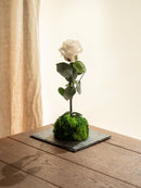 Entrega de planta Kokedama - Rosa eterna - San Valentín