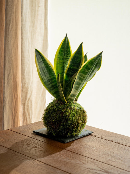 Entrega de planta de Kokedama - Sansevieria