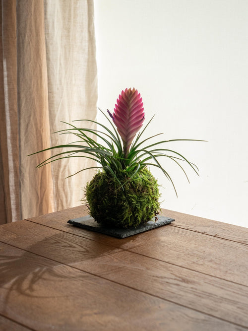 Entrega de planta Kokedama - Tillandsia
