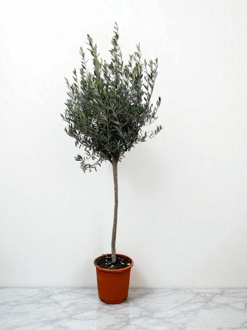 Olivier plant delivery - Olea Europaea trunk