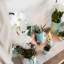 Entrega de plantas Orquídea Amabilis Blanca y Crassula Hobbit en Macetas Turquesa