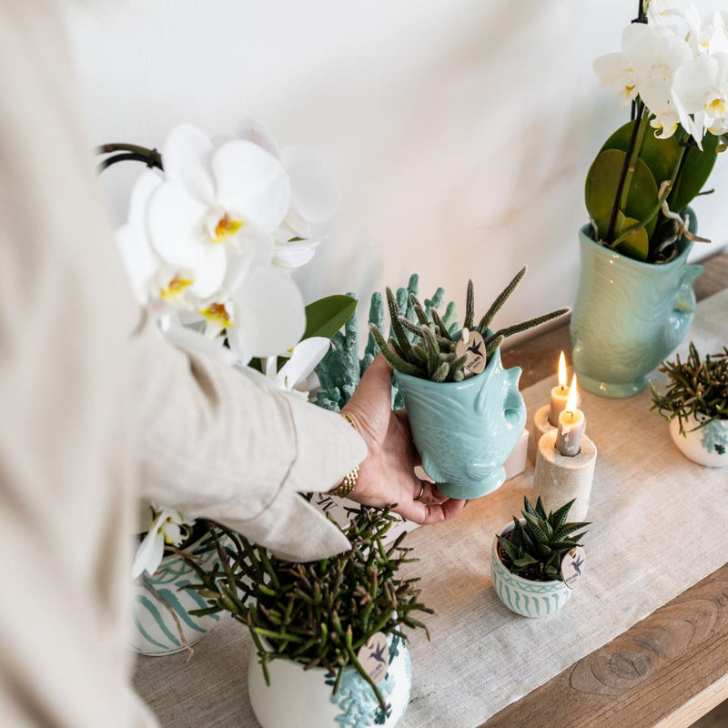Entrega de plantas Orquídea Amabilis Blanca y Crassula Hobbit en Macetas Turquesa