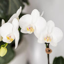 Entrega de plantas Orquídea Amabilis Blanca y Crassula Hobbit en Macetas Turquesa