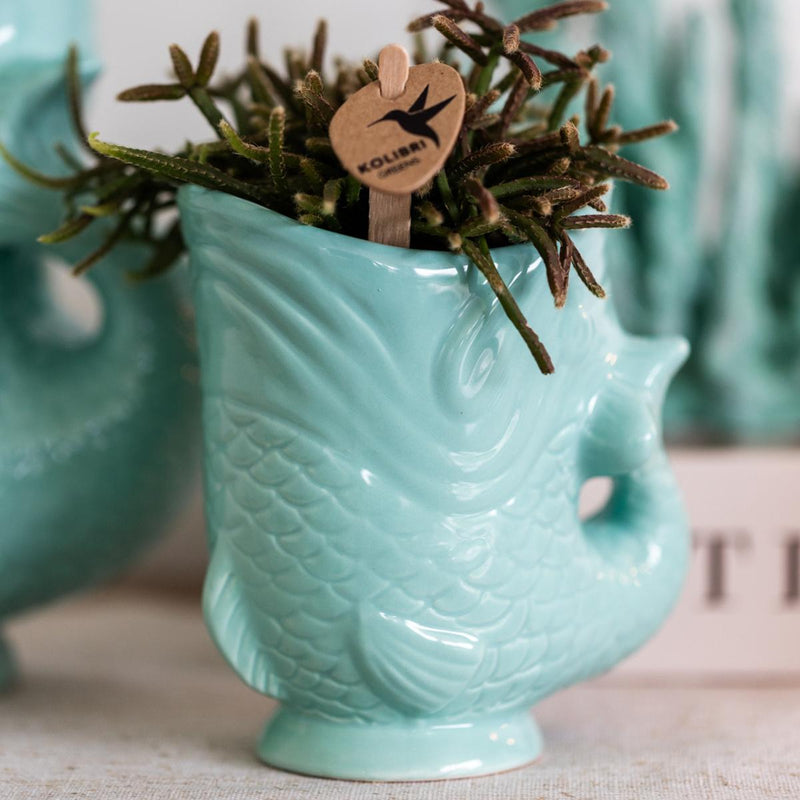 Entrega de plantas Orquídea Amabilis Blanca y Crassula Hobbit en Macetas Turquesa
