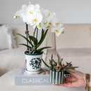 Entrega de planta de orquídea Amabilis en maceta Málaga y suculenta en maceta Painted Stripe