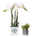 Entrega de planta de orquídea Amabilis en maceta Málaga y suculenta en maceta Painted Stripe