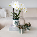 Entrega de planta de orquídea Amabilis en maceta Málaga y suculenta en maceta Painted Stripe