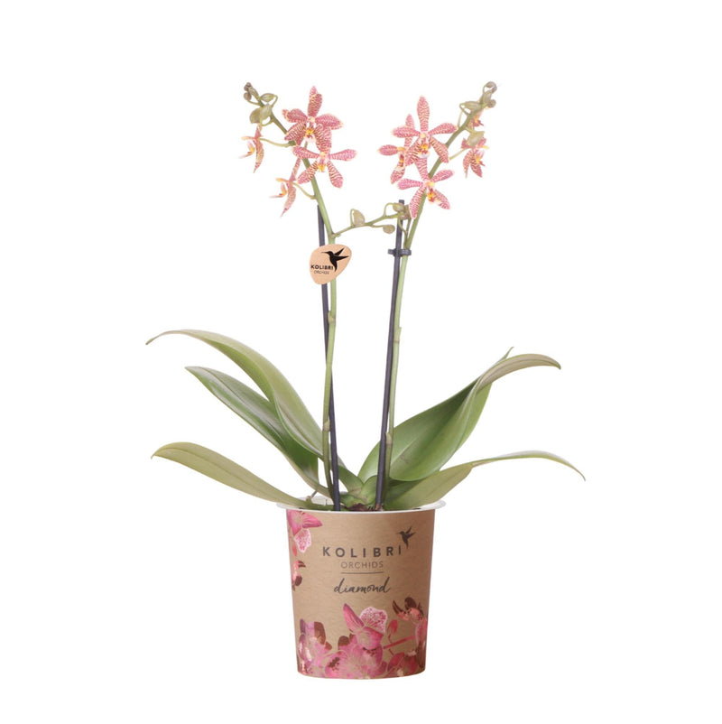 Entrega de plantas Orquídea Araña Naranja en Maceta - Planta de interior con flores