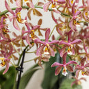 Entrega de plantas Orquídea Araña Naranja en Maceta - Planta de interior con flores