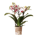 Entrega de plantas Orquídea blanca y rosa - Ø9cm - planta de interior