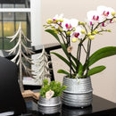 Entrega de plantas Orquídea blanca y rosa - Ø9cm - planta de interior