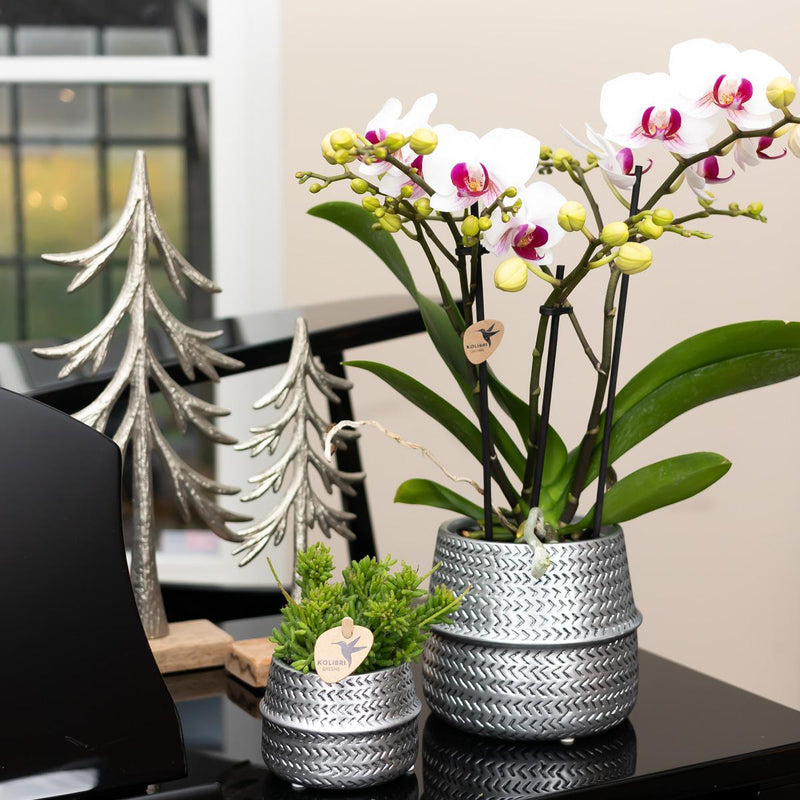 Entrega de plantas Orquídea blanca y rosa - Ø9cm - planta de interior