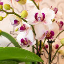Entrega de plantas Orquídea blanca y rosa - Ø9cm - planta de interior