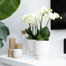 Entrega de plantas Orquídea blanca - Ø12cm - planta de interior