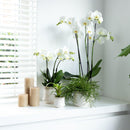 Entrega de plantas Orquídea blanca - Ø12cm - planta de interior