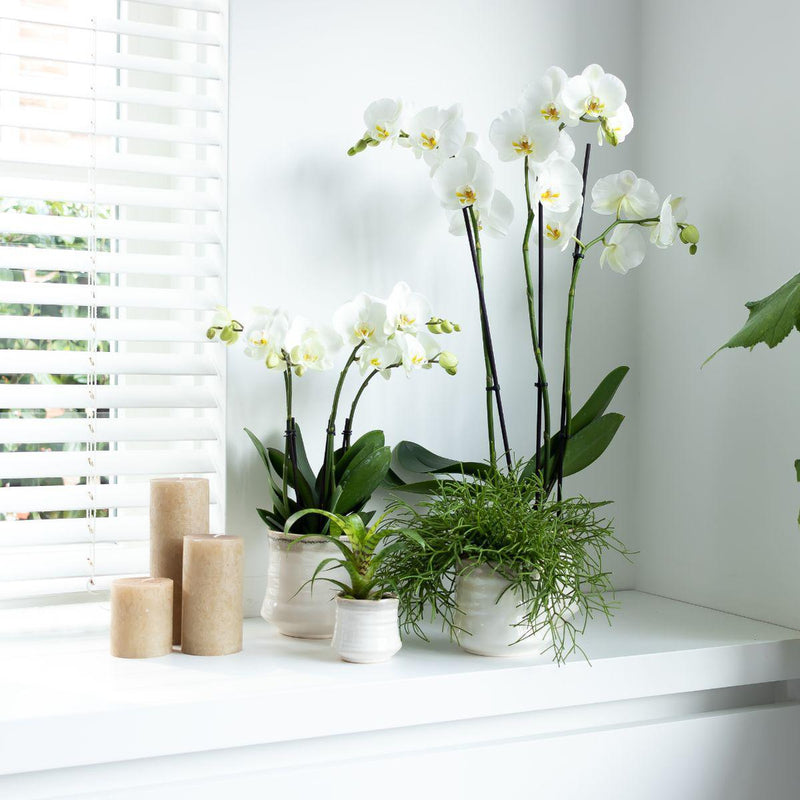 Entrega de plantas Orquídea blanca - Ø12cm - planta de interior