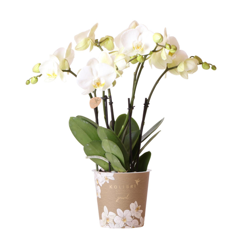 Entrega de plantas Orquídea blanca - Ø12cm - planta de interior