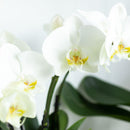 Entrega de plantas Orquídea blanca - Ø12cm - planta de interior