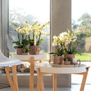 Entrega de plantas Orquídea blanca - Ø9cm - planta de interior