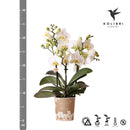 Entrega de plantas Orquídea blanca - Ø9cm - planta de interior