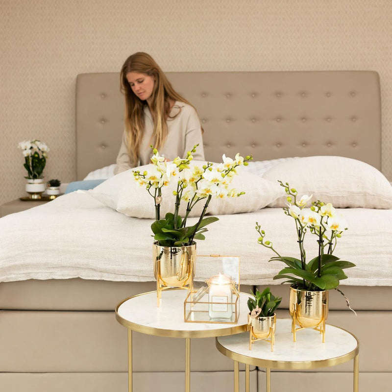 Entrega de plantas Orquídea blanca - Ø9cm - planta de interior