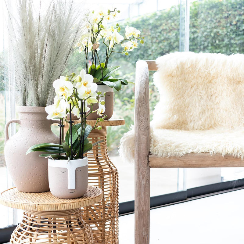 Entrega de plantas Orquídea blanca - Ø9cm - planta de interior