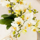 Entrega de plantas Orquídea blanca - Ø9cm - planta de interior