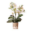 Entrega de plantas Orquídea blanca - Ø9cm - planta de interior