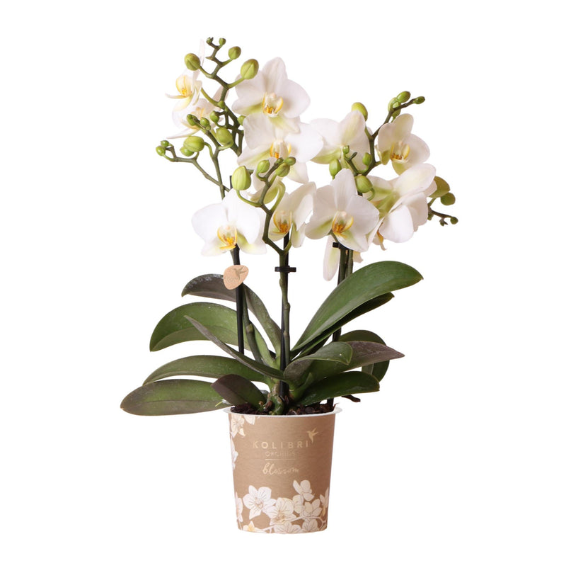 Entrega de plantas Orquídea blanca - Ø9cm - planta de interior