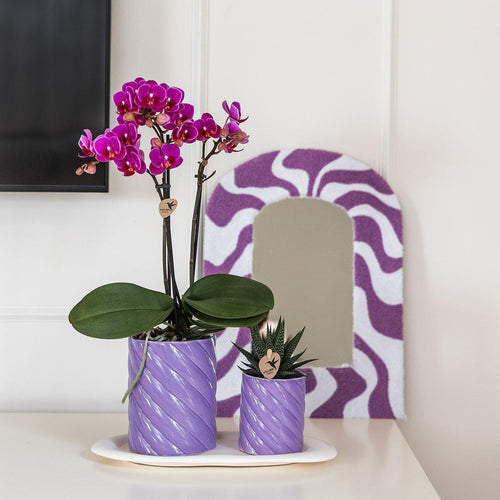 Morelia Orchid plant delivery and green plant in Candy pots on tray