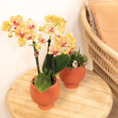 Entrega de planta de orquídea naranja y su tapa de maceta - h35cm, Ø9cm
