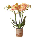 Entrega de planta de orquídea naranja y su tapa de maceta - h35cm, Ø9cm
