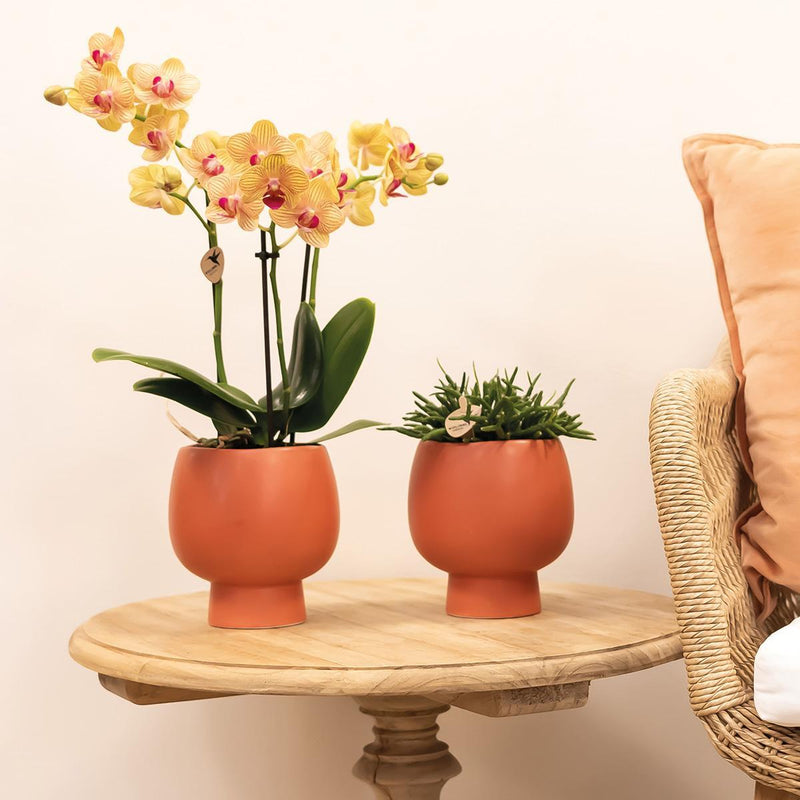 Entrega de planta de orquídea naranja y su tapa de maceta - h35cm, Ø9cm