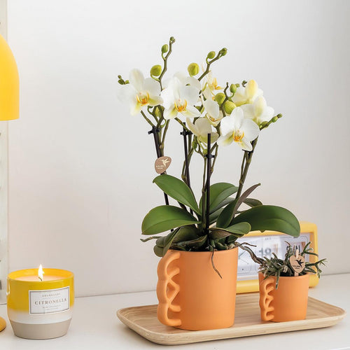 White Phalaenopsis Orchid plant delivery and its peach pot cover - flowering houseplant