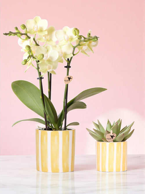 Phalaenopsis & Echeveria Orchid Plant Delivery in Decorative Striped Pot