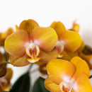 Entrega de plantas Orquídea Phalaenopsis Naranja - Jewel Las Vegas - Planta con flores