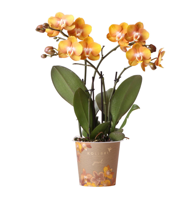 Entrega de plantas Orquídea Phalaenopsis Naranja - Jewel Las Vegas - Planta con flores