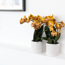 Entrega de plantas Orquídea Phalaenopsis Naranja - Jewel Las Vegas - Planta con flores