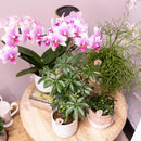 Entrega de plantas Orquídea Phalaenopsis rosa - Rotterdam Minérale