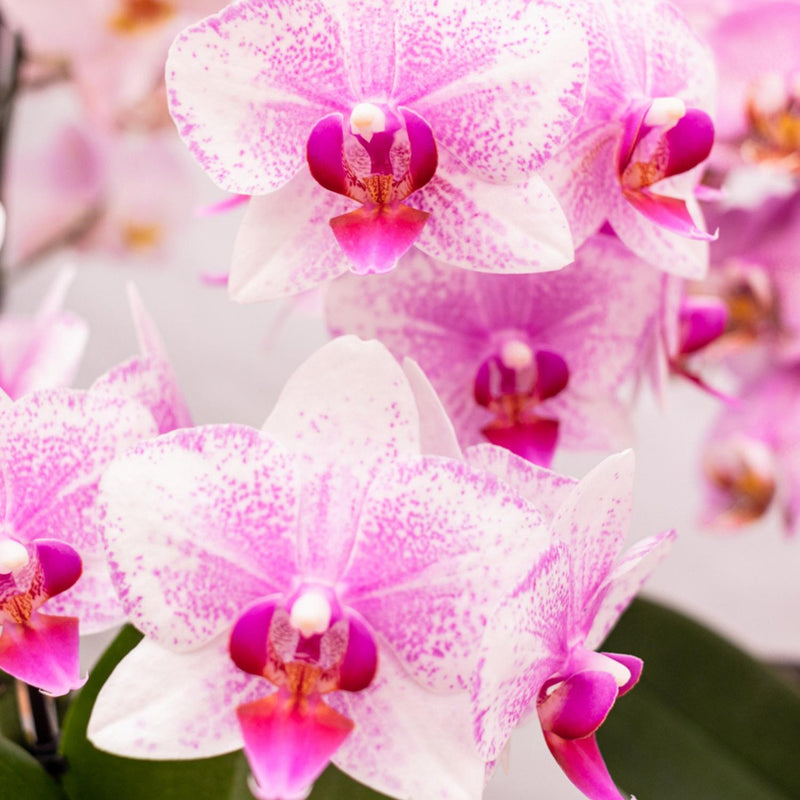 Entrega de plantas Orquídea Phalaenopsis rosa - Rotterdam Minérale