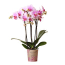 Entrega de plantas Orquídea Phalaenopsis rosa - Rotterdam Minérale