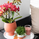 Entrega de plantas Orquídea Phalaenopsis roja - Congo - Floreciente planta de interior