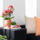 Entrega de plantas Orquídea Phalaenopsis roja - Congo - Floreciente planta de interior