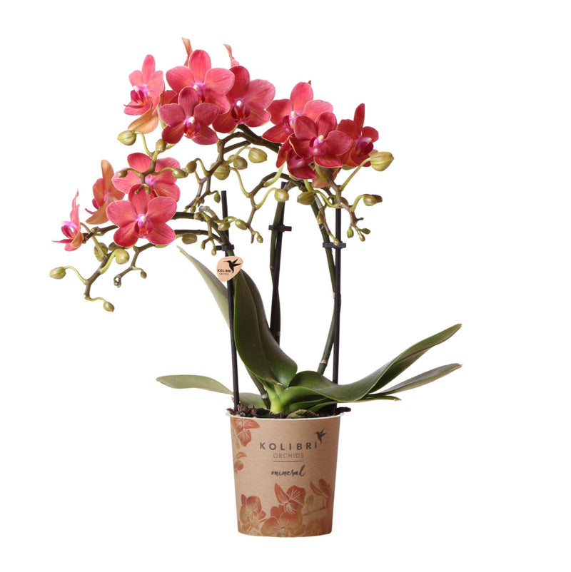 Entrega de plantas Orquídea Phalaenopsis roja - Congo - Floreciente planta de interior