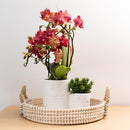 Entrega de plantas Orquídea Phalaenopsis roja - Congo - Floreciente planta de interior