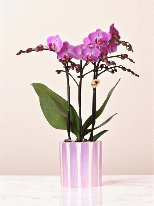 Plant delivery Purple phalaenopsis orchid 'Vienna' + lilac striped pot