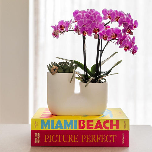 Plant delivery Vienna Orchid and Succulent Miranda in white decorative pot