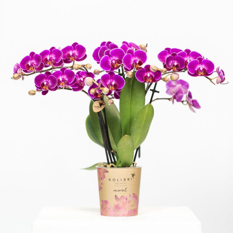 Entrega de planta de orquídea morada y su tapa de maceta - h35cm, Ø9cm